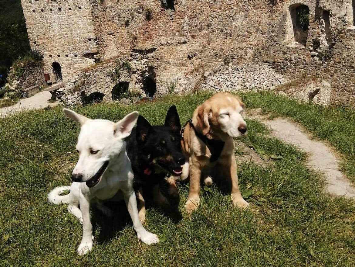 Socializačné programy